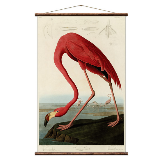 American Flamingo